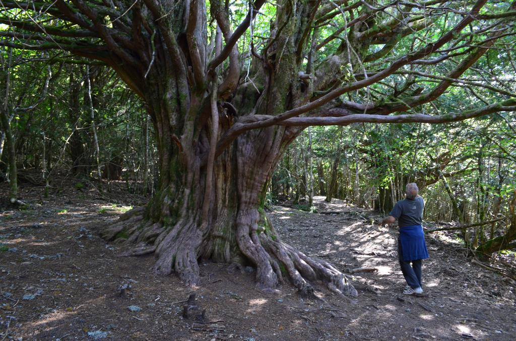 Affittacamere La Hoja De Roble Puebla de Sanabria Esterno foto